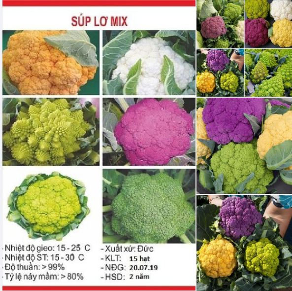Hạt giống súp lơ mix màu 20 hạt/gói