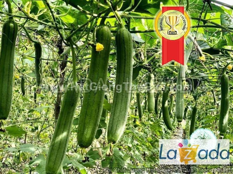 1gr hạt giống mướp hương f1 bội thu tg117