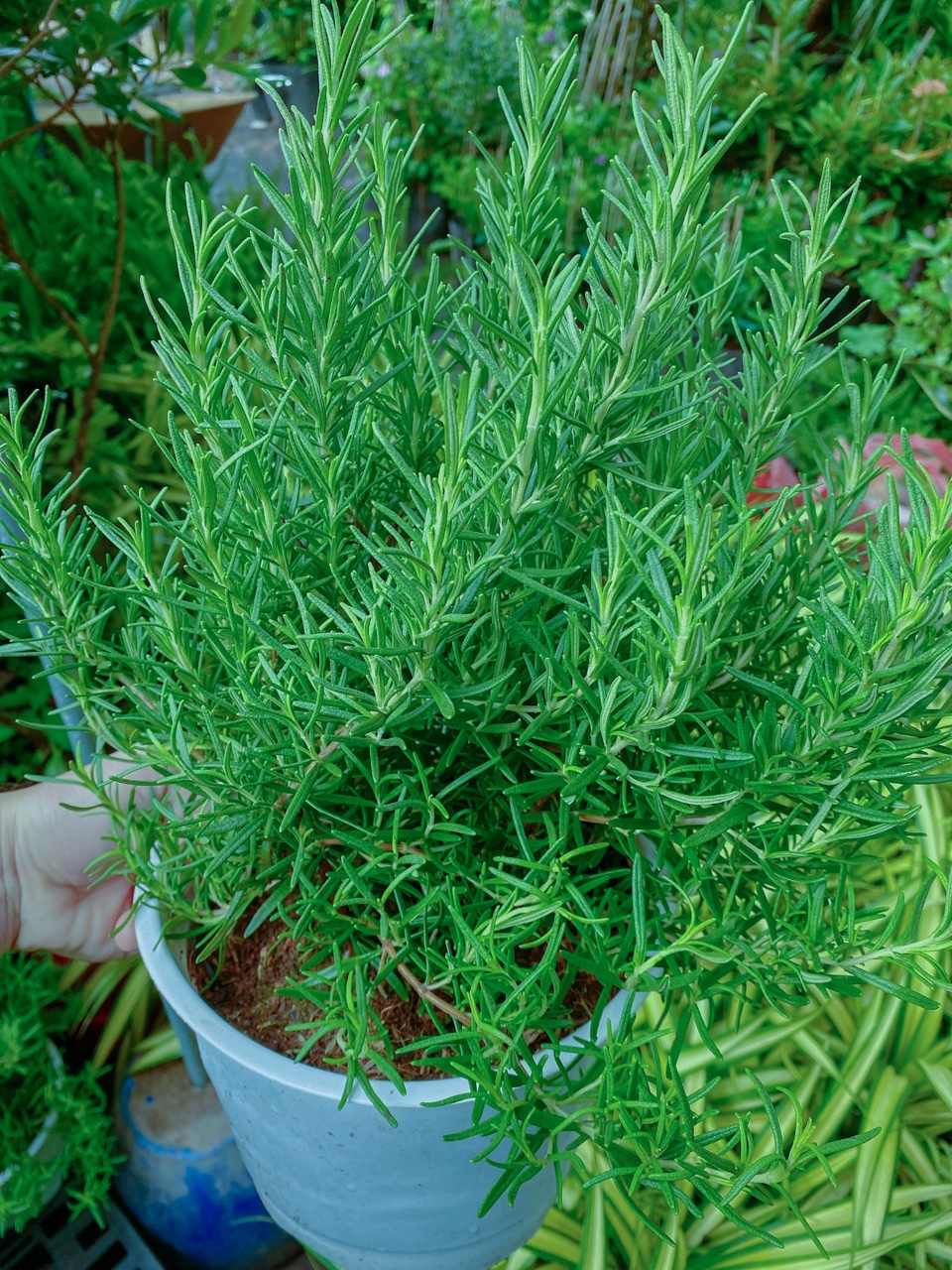 Cây Hương Thảo Size Lớn