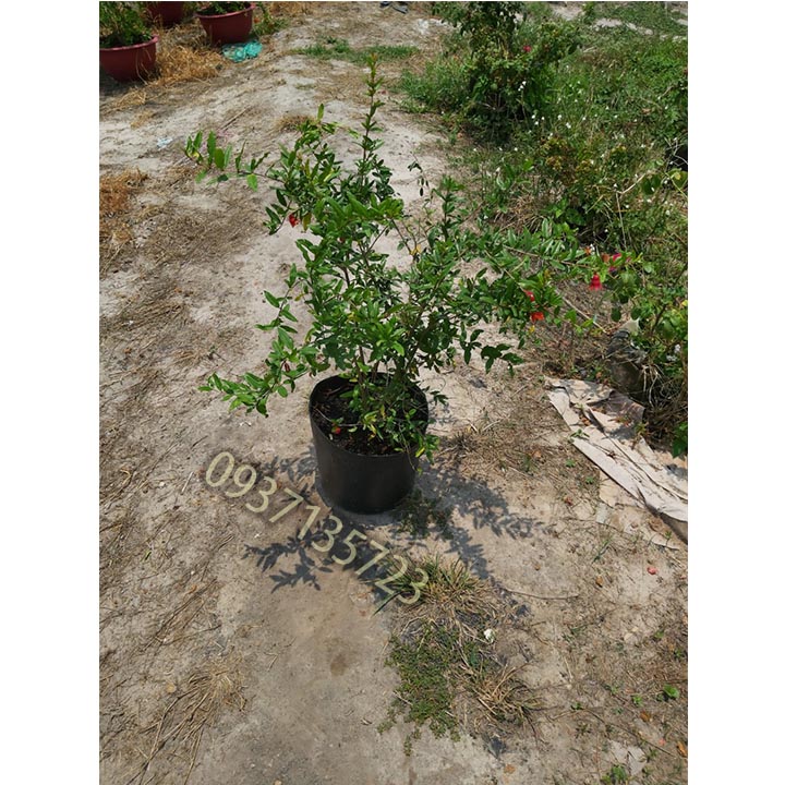 [HCM]cây lựu đỏ ấn độ  -[ ăn trái được ]-[cao từ 40-60 cm ]