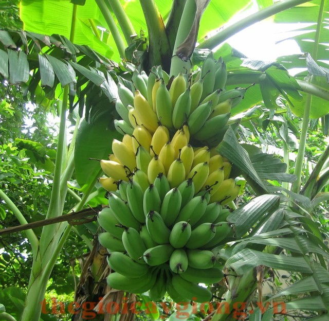 Cây giống CHUỐI TÂY THÁI ngọt thơm - hàng cây giống CHUẨN F1