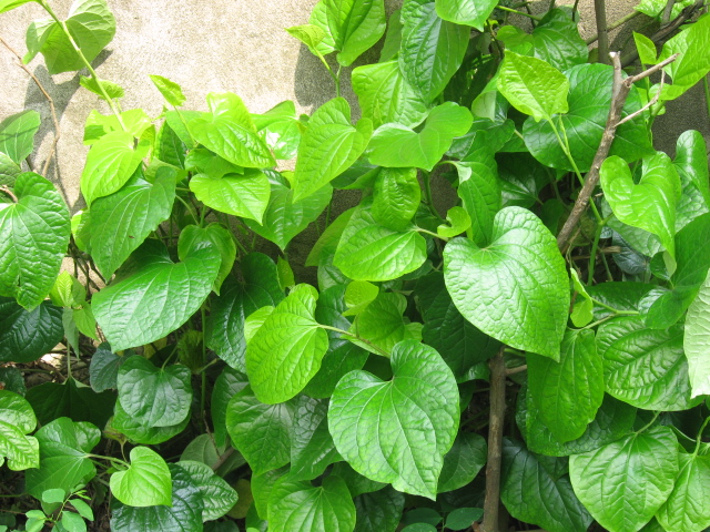 Cây Lá Lốt - Chậu Rau