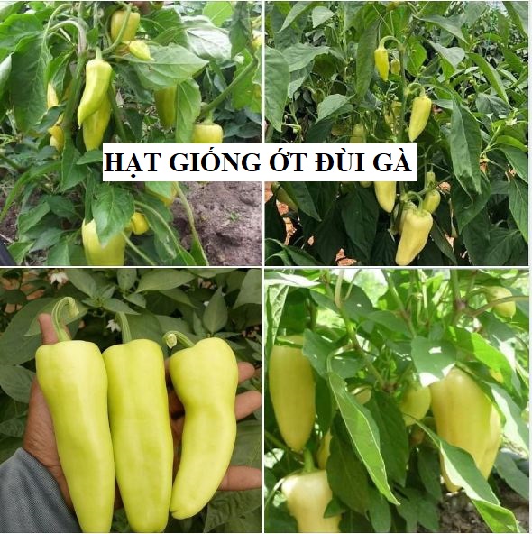 Hạt giống ớt đùi gà Thái Lan F1 - ( 0.5gram tầm 75 hạt)
