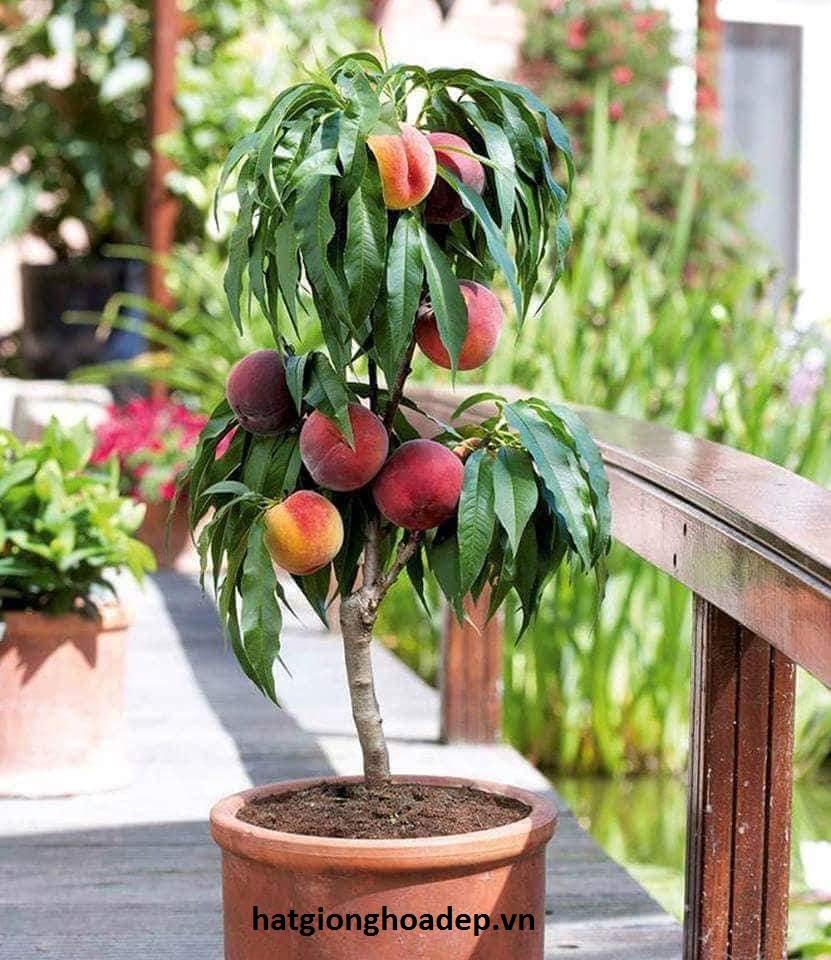 Cây Giống Đào Tiên Nhật Bản