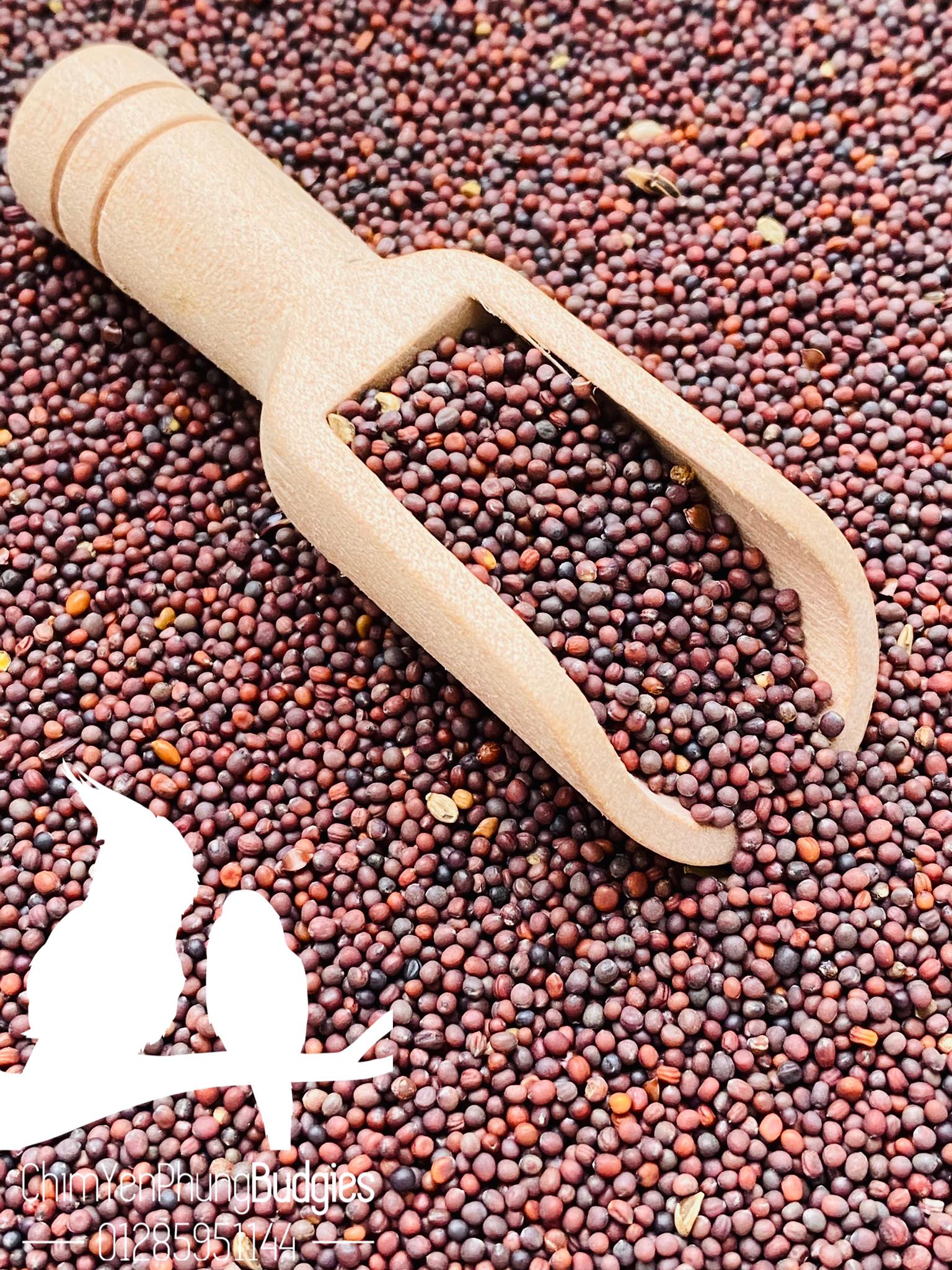 500g hạt cải dầu (hạt mầm ri) cho Yến Hót, Cu Gáy...