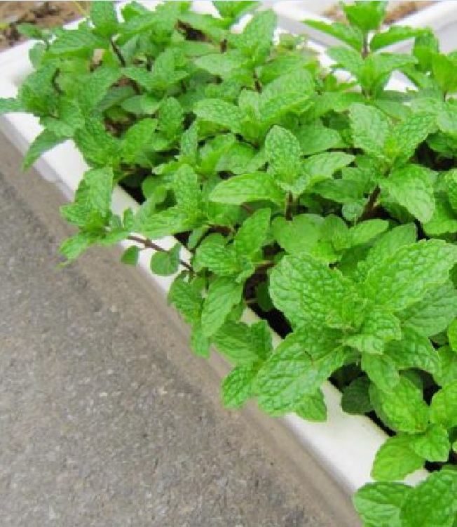 Hạt giống Húng bạc hà (Húng lủi) – 0.1Gram/gói