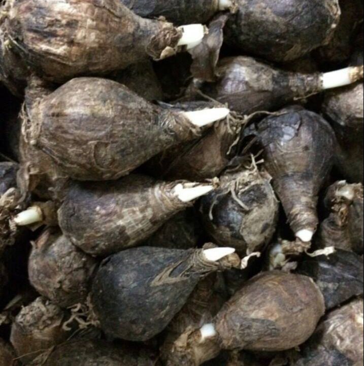 Củ hoa huệ mưa (15 củ) gieo trồng quanh năm