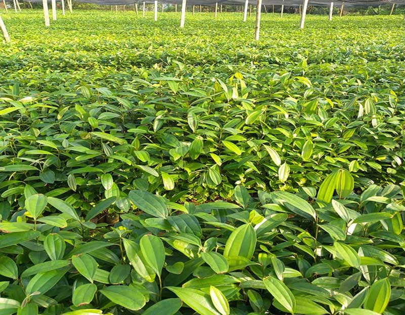 COMBO 5 CÂY QUẾ GIỐNG ( CÂY CAO 40-50CM)