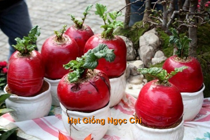Hạt Giông Củ Cải Khổng Lồ 20 Hạt