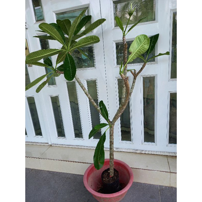 Cây hoa sứ trắng rất thơm
