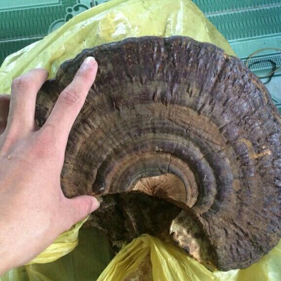 sỉ 1kg mộc nhĩ rừng
