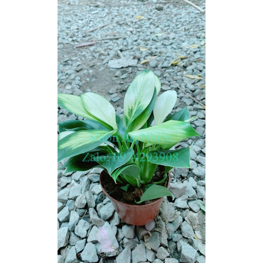 Cây Đế Vương Sọc Trắng