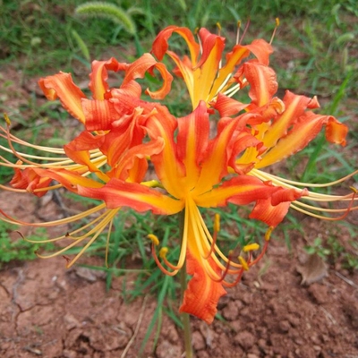 Củ giống hoa bỉ ngạn hoa màu CAM - ( 1 củ + 1 viên nén xơ dừa ươm củ )