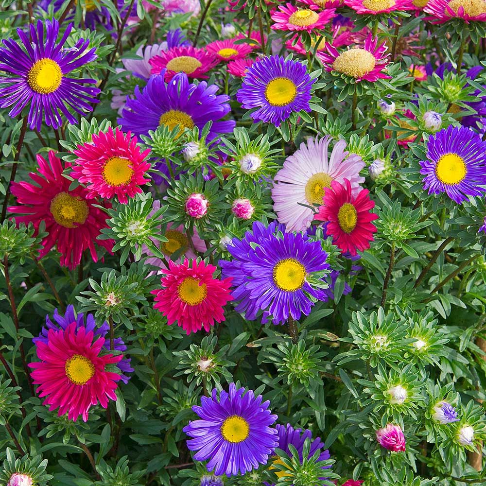 Hạt giống Hoa Thạch Thảo Mix PSV118 | Phởms Market