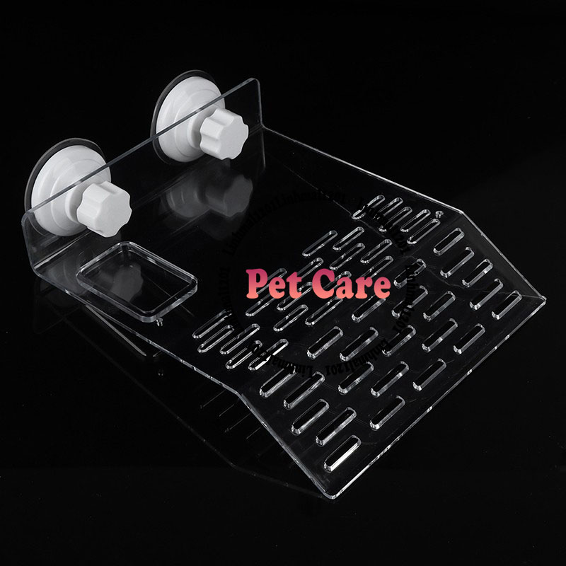 Bệ phơi nắng cho rùa trong suốt size