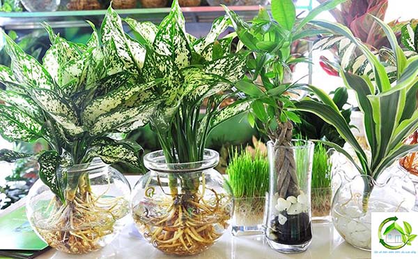 Dung dịch thủy canh BIO – LIFE 1 lít