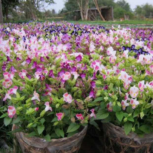 Hạt Giống Hoa Tô Liên (Mắt Nai) Nhiều Màu(Gói 10 hạt)