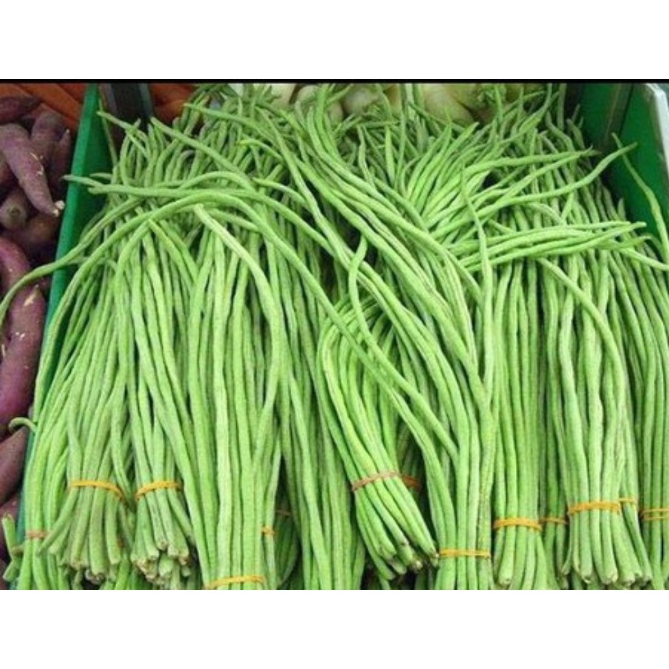 Hạt giống đậu đũa trái dài 20gr