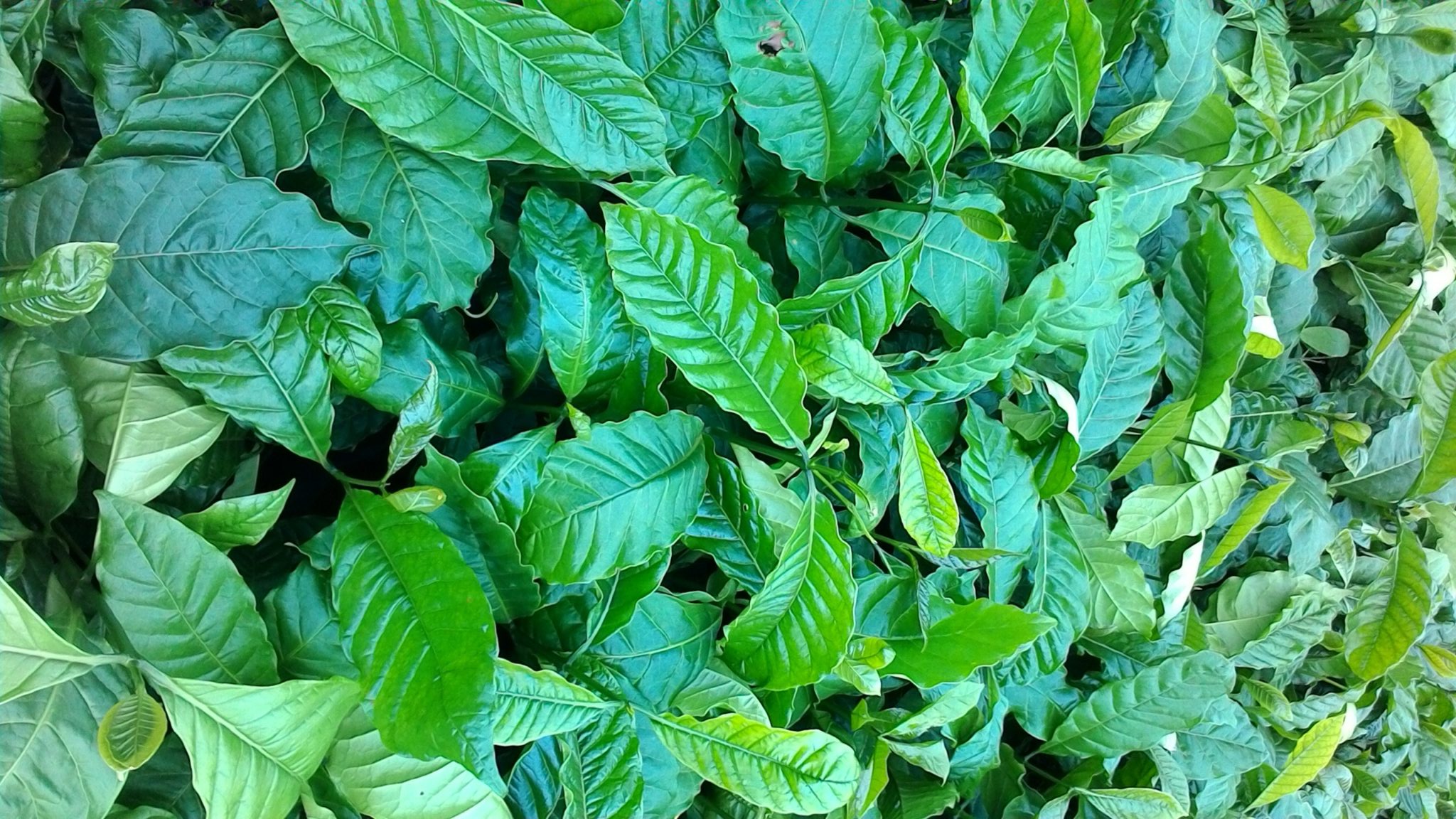 1KG Hạt giống cà phê TR4