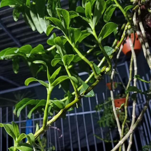 (LAN ĐỘT BIẾN) Ki phong lan phi điệp tím mặt hoa cực đẹp