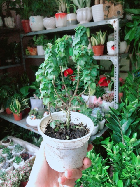 Cây Găng Tu Hú