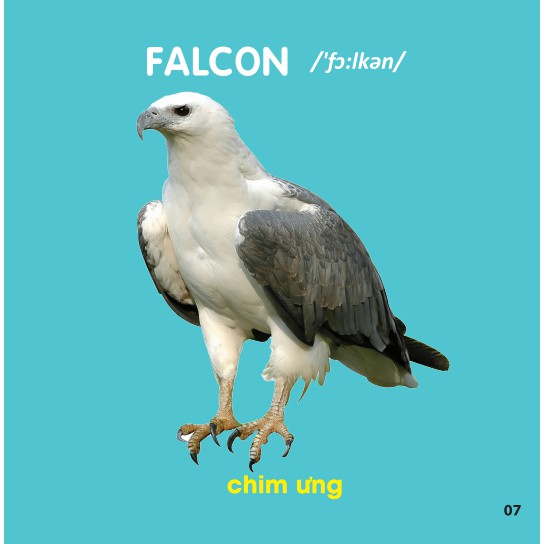 Sách - Bách Khoa Toàn Thư Cho Bé - Các Loài Chim