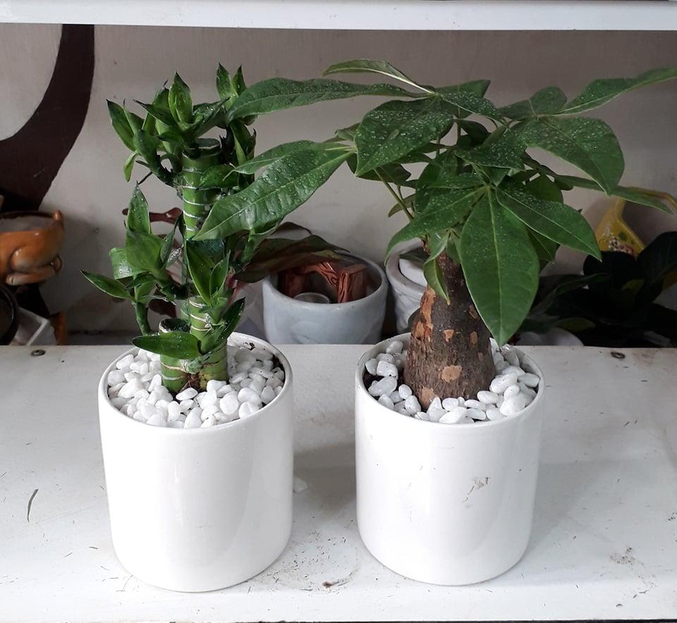 combo hai chậu cây kim ngân và phát lộc