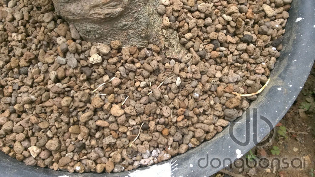 Combo 5lit Đá Pumice (đá bọt núi lửa) Indonesia