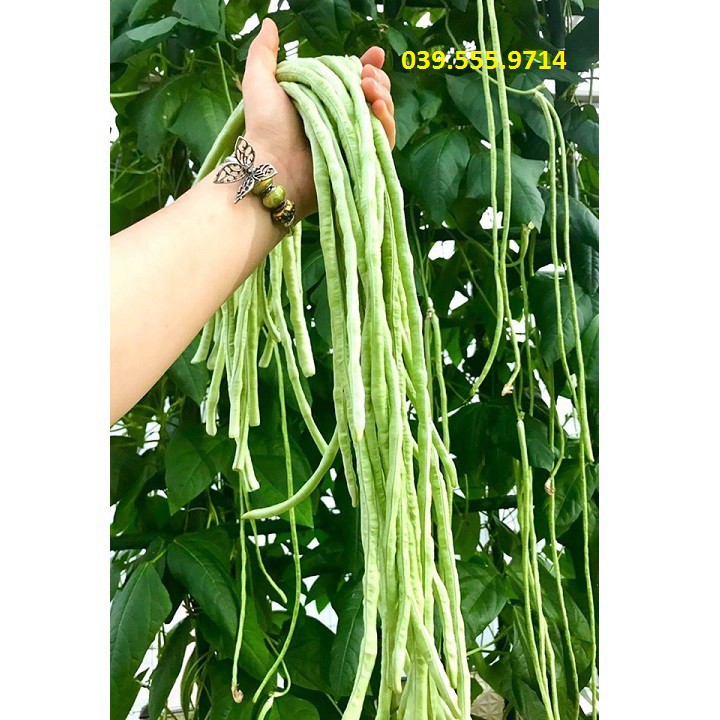 Hạt giống đậu đũa cao sản – 20gram