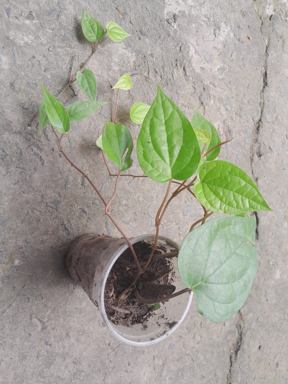 Chậu cây giống lá trầu không ( trầu quế, trầu nhai với cau)
