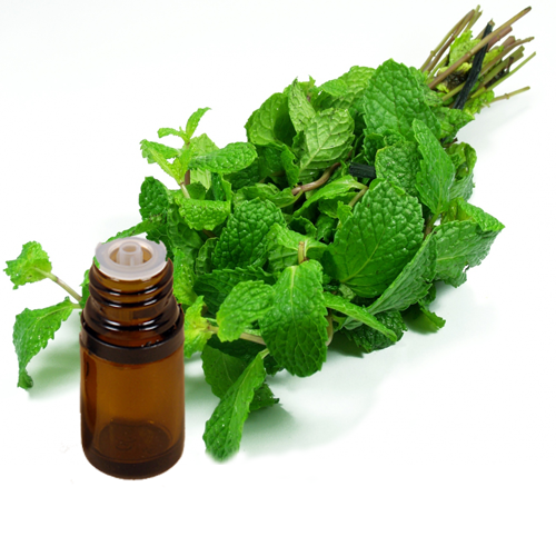 Tinh dầu bạc hà Peppermint