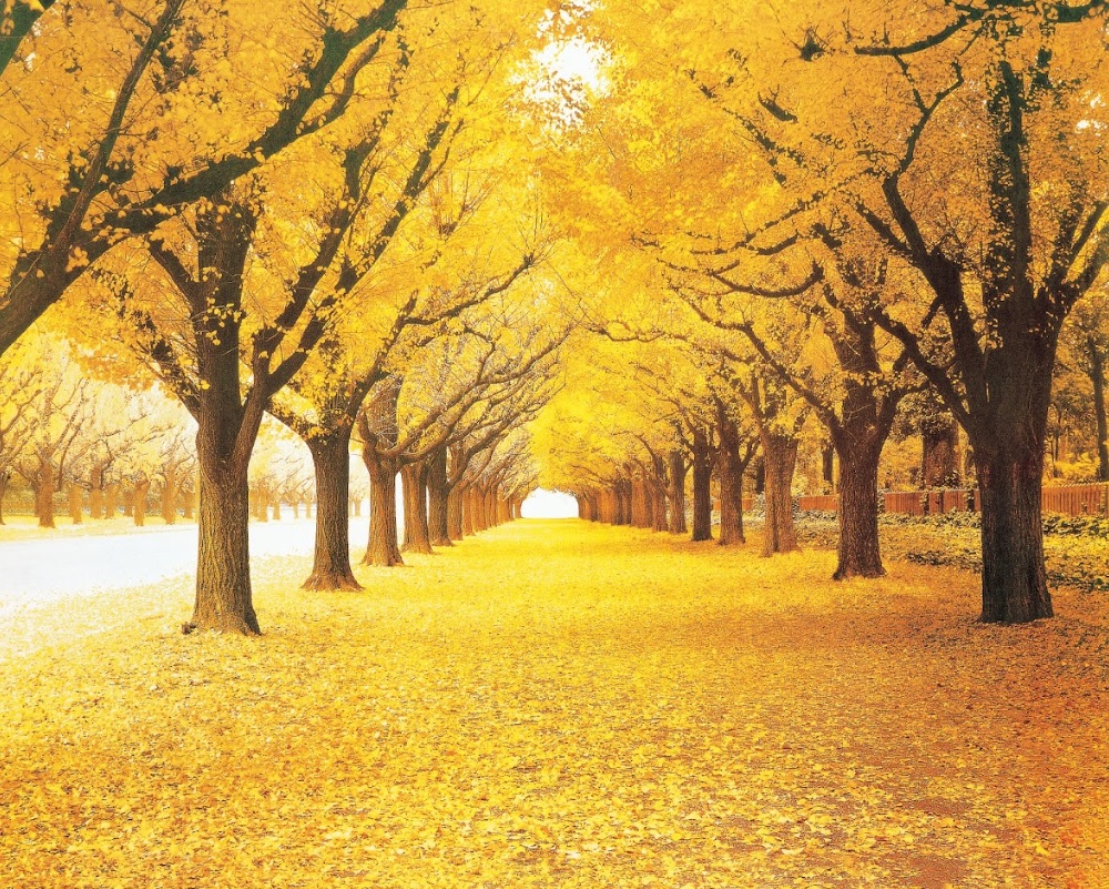 Tranh dán tường cảnh rừng cây đẹp RC0055