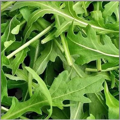 HẠT GIỐNG XÀ LÁCH ROCKET - GÓI 2 GRAM