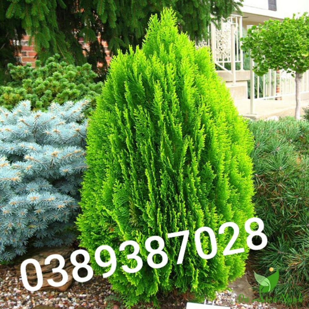 Cây trắc bách diệp ,1kg