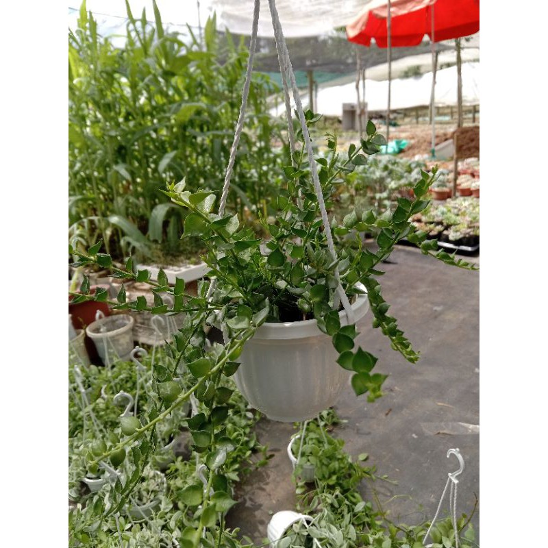 Cây Lan Tim Xanh Chậu Treo Kèm Móc