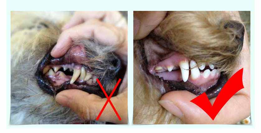 Đồ chơi xương gặm sạch răng cho chó (màu ngẫu nhiên)