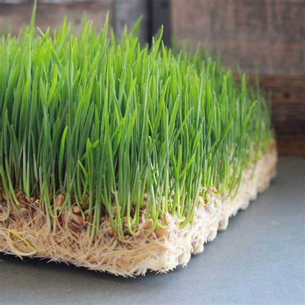 Hạt giống cỏ lúa mì cho chim ( cỏ lúa mỳ cho thú cưng )( gói20gr )