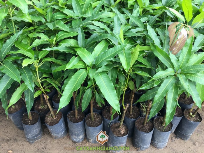 Cây giống Xoài Tượng [ Trái siêu to nặng 1 kg ]. [ Cây ghép siêu sớm ].