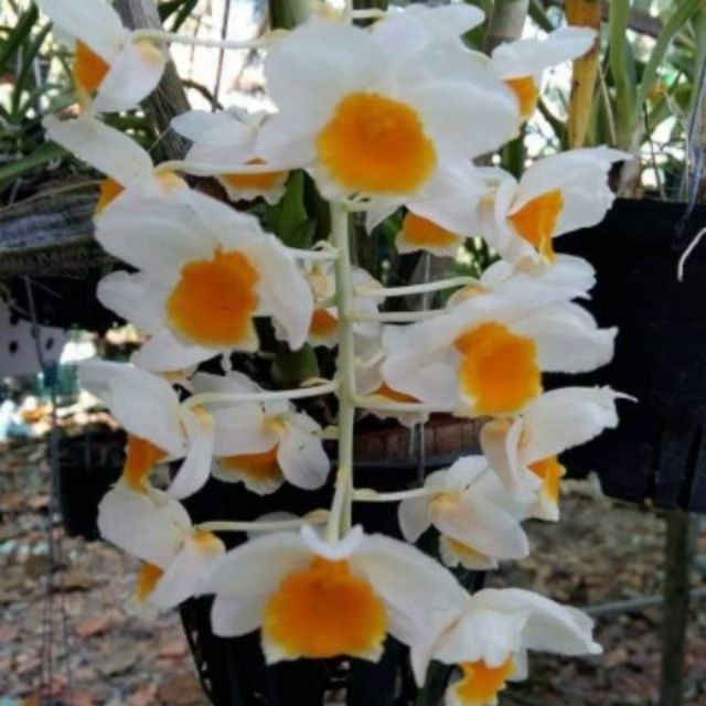 CHẬU LAN KIỀU VUÔNG TRỒNG THUẦN SIÊU ĐẸP