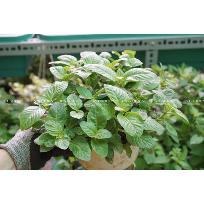 Chậu Cây Rau Quế Vị (Cây Xá Xị) JUN GARDEN Và Cách Trồng