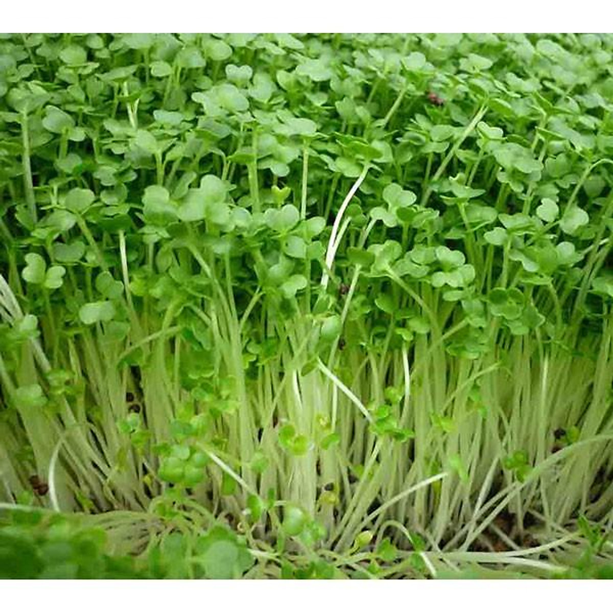 100gram package vegetable sprout seeds