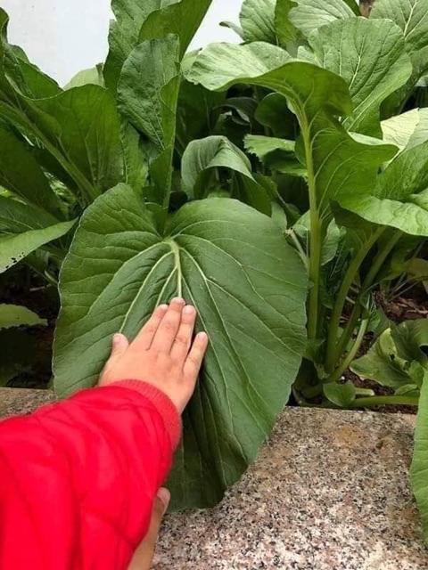[ Siêu Hạt Giống ] Hạt giống cải ngọt khổng lồ Thái lan