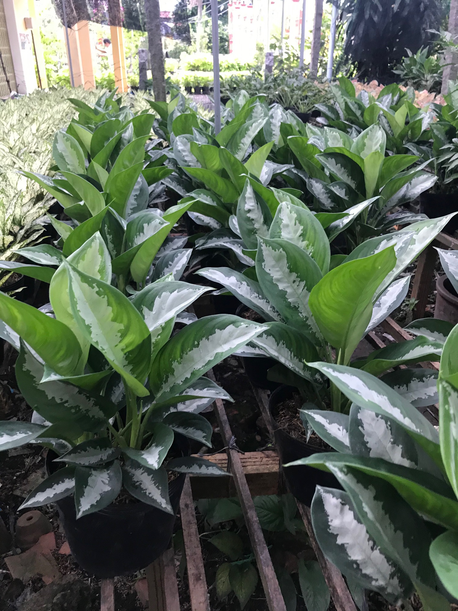 Cây thanh lam + tặng phân bón cho cây mau lớn