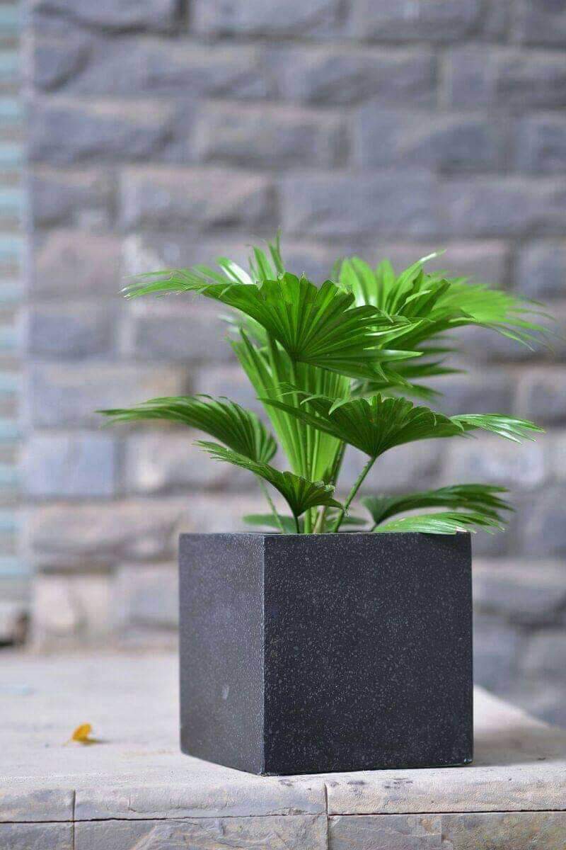 Chậu xi măng đá mài vuông 30x30 cm.