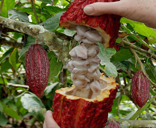 BỘT CACAO DAKLAK