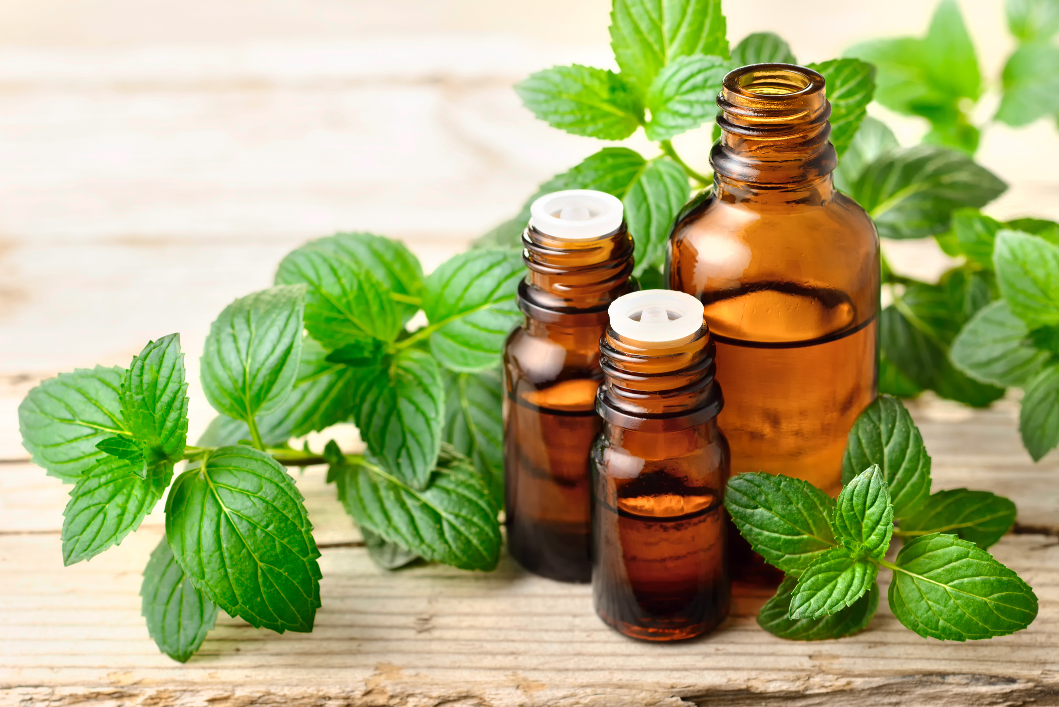 Tinh dầu bạc hà Peppermint