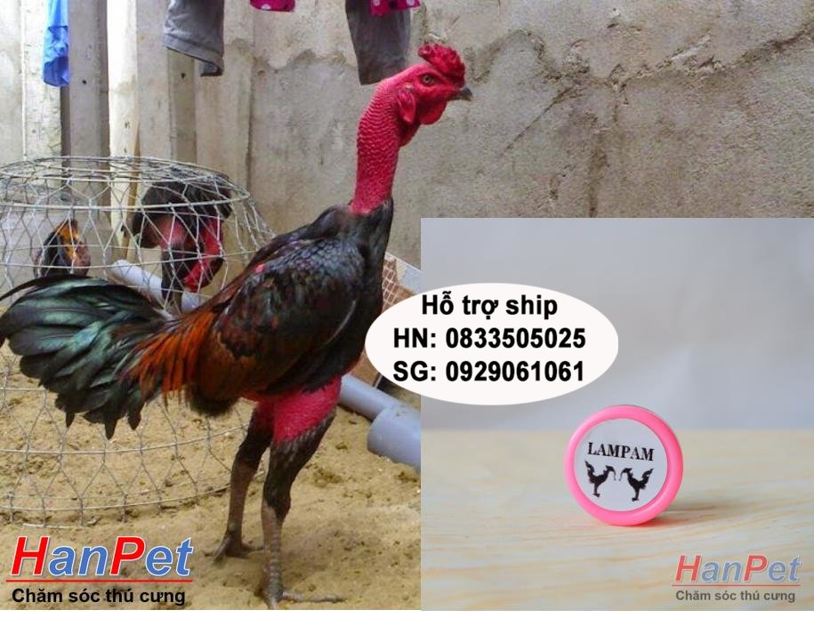 Miễn phí HCM>129k -(Thuốc GÀ CHỌI) Thuốc kích mỏ bung cựa gà chọi, mọc cựa sớm cho gà đá, dạng thuốc mỡ bôi 5gr/lọ-  MADE IN THAILAND-HP10437TC