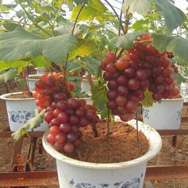 "Gói 10"Hạt giống nho lùn pháp ( nho bonsai ) [Seeds]
