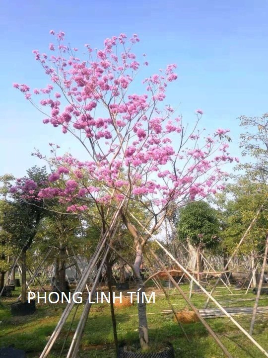 (shop uy tín vàng) BẦU CÂY PHONG LINH TÍM GIỐNG( CHUỒNG VÀNG NÚI)