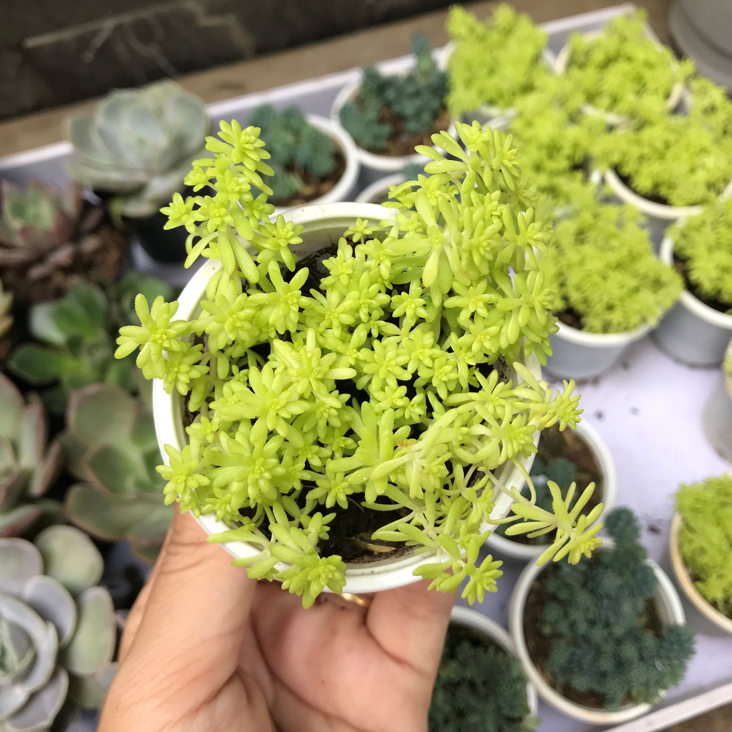 Sen đá sedum vàng/dạ quang